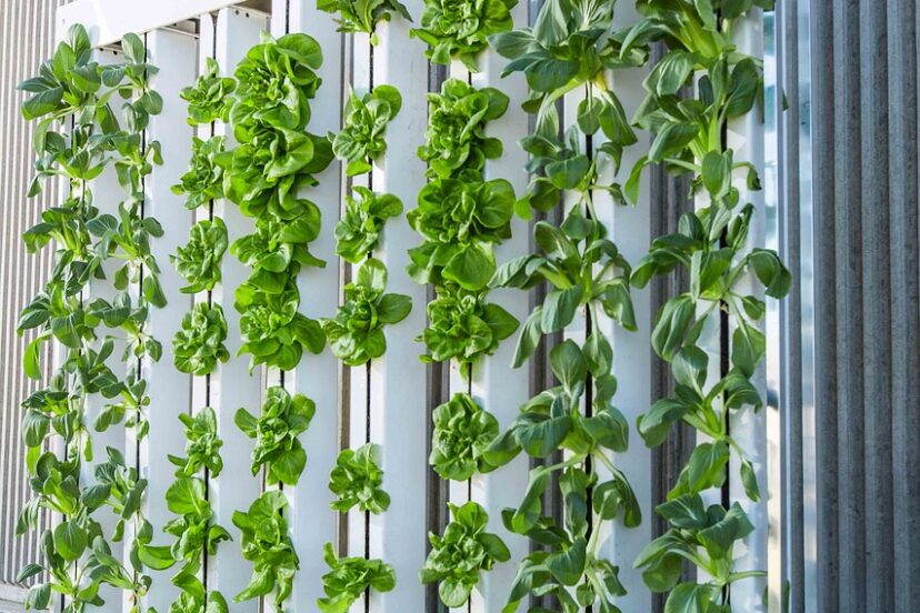 vertical hydroponic garden