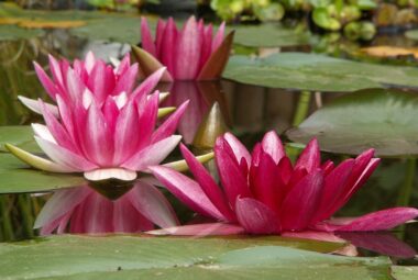 water gardening