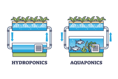 aquaponics vs hydroponics