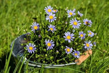 gardening in a bucket