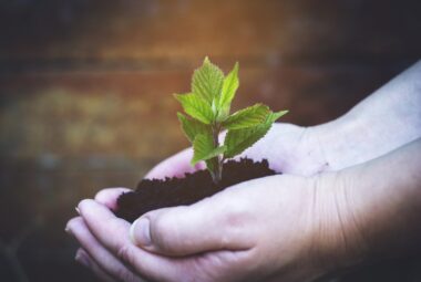 scratch gardening