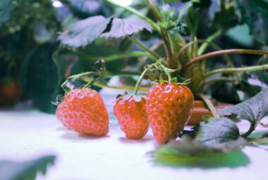 hydroponic strawberries