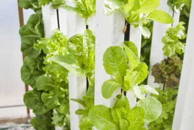 hydroponic planter