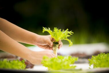 general hydroponics