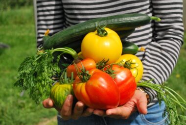 lasagna gardening