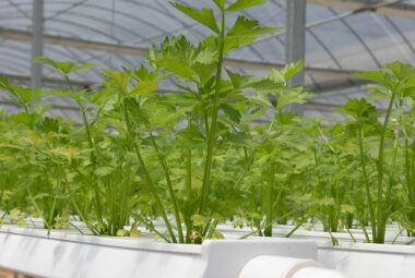 hydroponic greenhouse