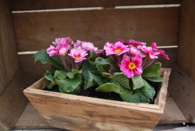 gardening in planter boxes