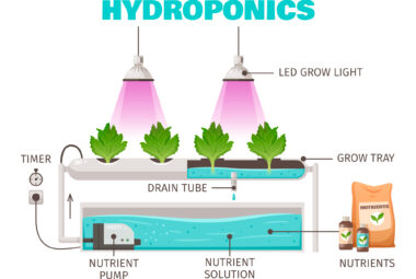 hydroponics