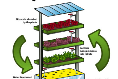 aquaponic fish tanks