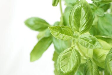 hydroponic herb garden