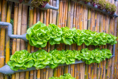 hydroponic vertical garden