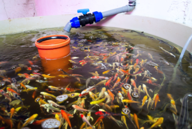 aquaponics fish