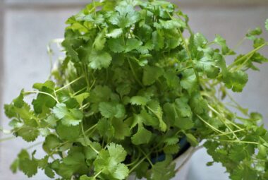 herb container gardening