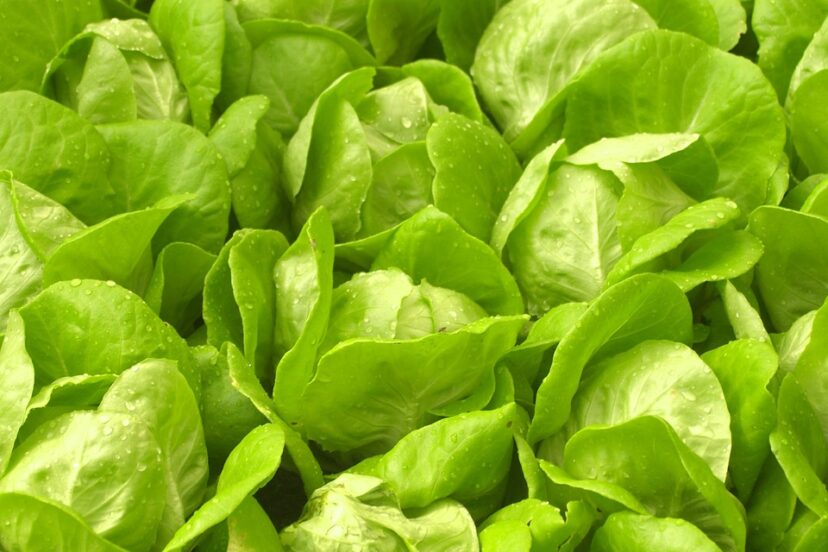 kratky lettuce