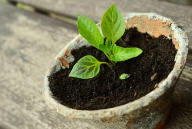 vegetable container gardening