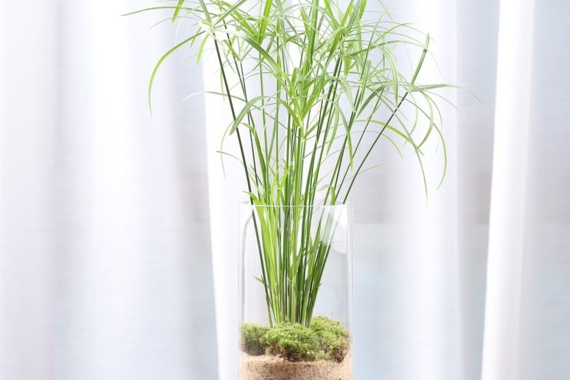 hydroponic indoor plants
