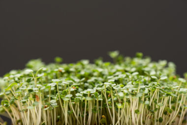 hydroponic microgreens