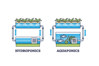 aeroponics vs hydroponics