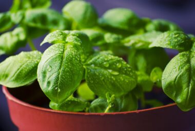 indoor herb gardening