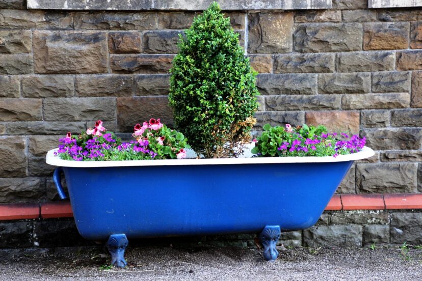 plant combinations for container gardens