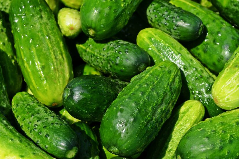 hydroponic cucumbers