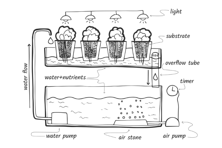 ebb and flow hydroponic system