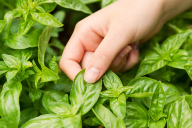 hydroponic basil