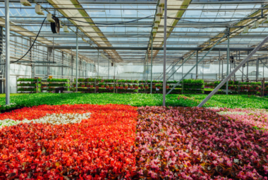 hydroponic flowers