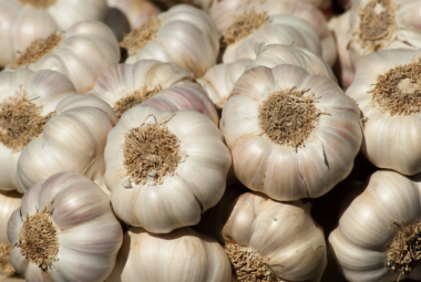 hydroponic garlic