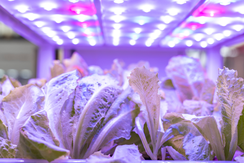 hydroponic grow lights