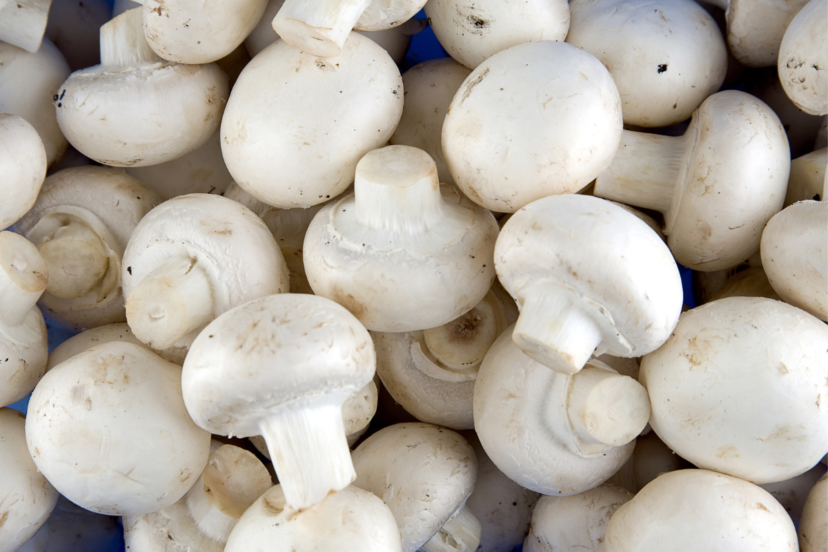 hydroponic mushrooms