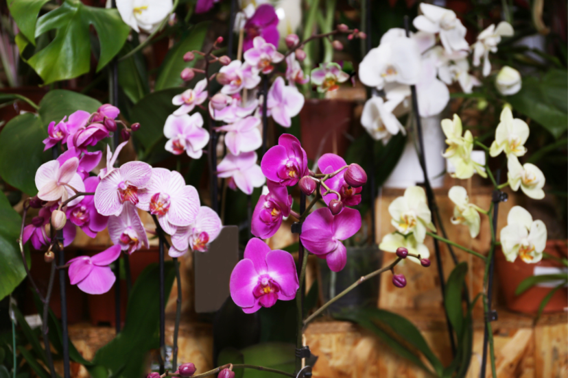 hydroponic orchids