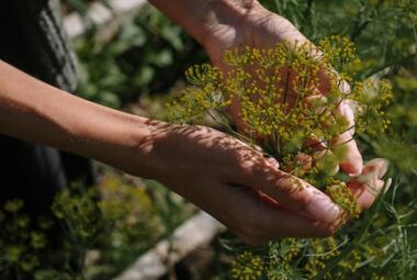 herb gardening