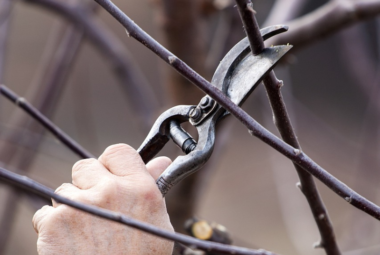 scissors gardening