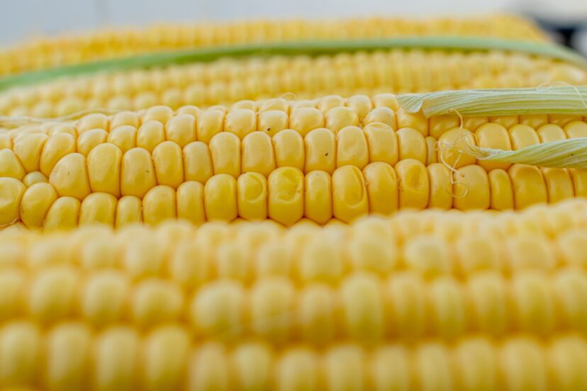 hydroponic corn