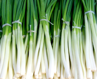 hydroponic green onions