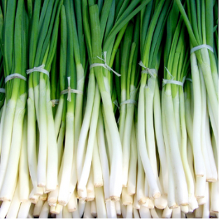 hydroponic green onions