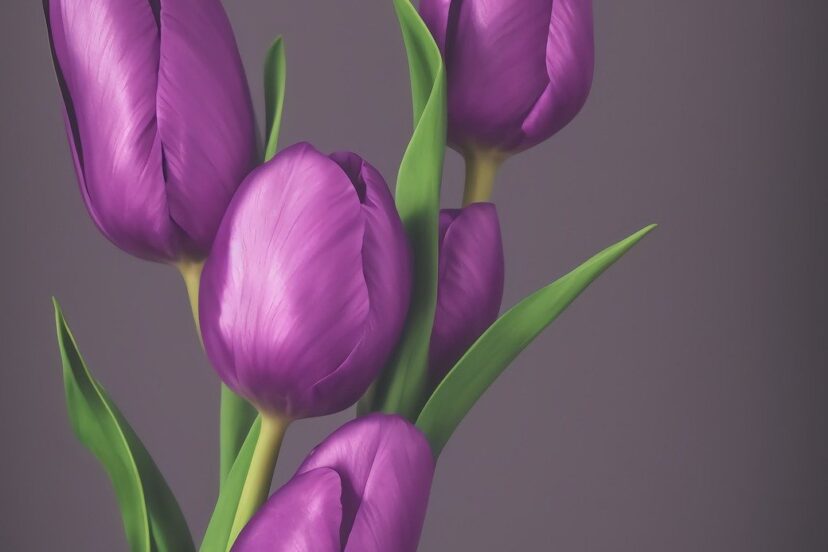 hydroponic tulips