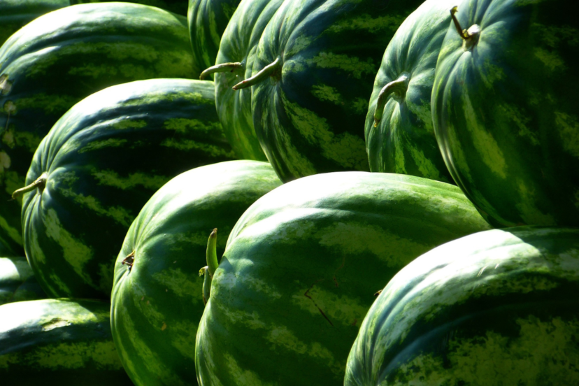 hydroponic watermelons