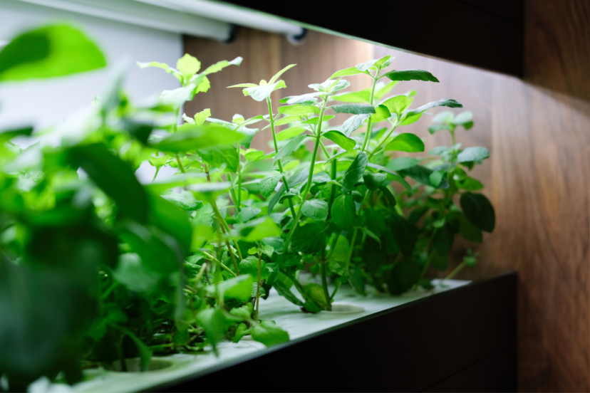 indoor hydroponic system
