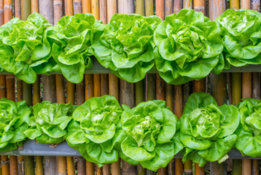 Vertical vegetable gardens