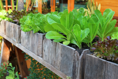 best vegetables for container gardening