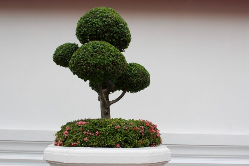 hydroponic bonsai