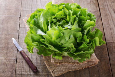 hydroponic butter lettuce