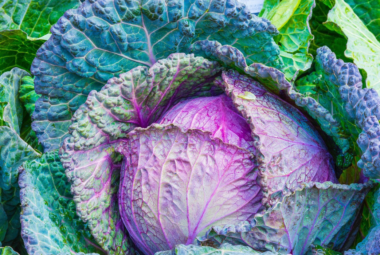 hydroponic cabbage