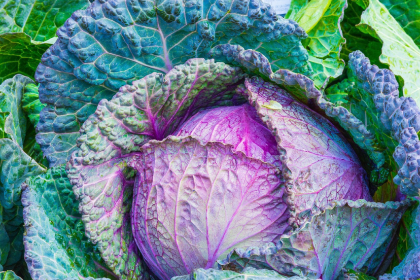 hydroponic cabbage