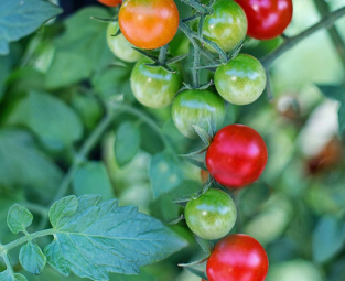 hydroponic cherry tomatoes