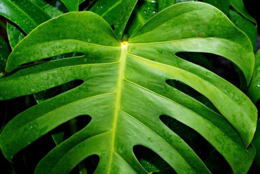 hydroponic monstera