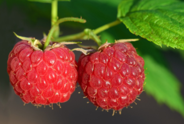 hydroponic raspberries