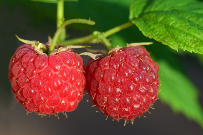 hydroponic raspberries